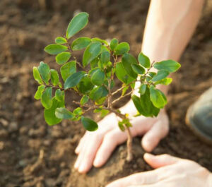 True Guardian Tree Services: Cultivating Healthy Landscapes, One Tree at a Time