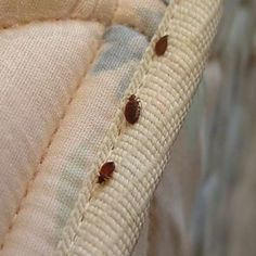 Bed Bug Exterminator Baltimore: Leading the Fight Against Bed Bug Infestations in Maryland