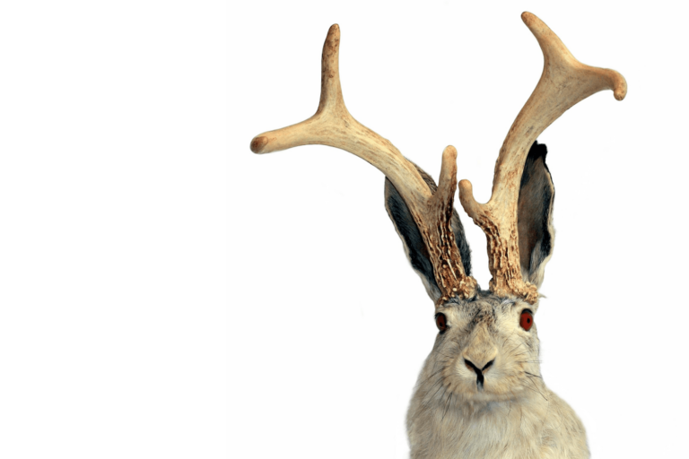 jackalope