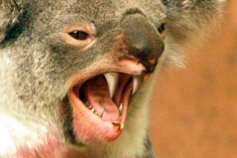 Drop bear2